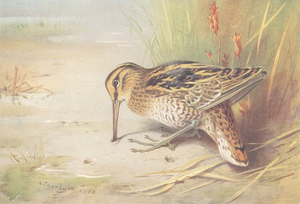 BRITISH BIRDS. Great Snipe. THORBURN 1926 old vintage print picture